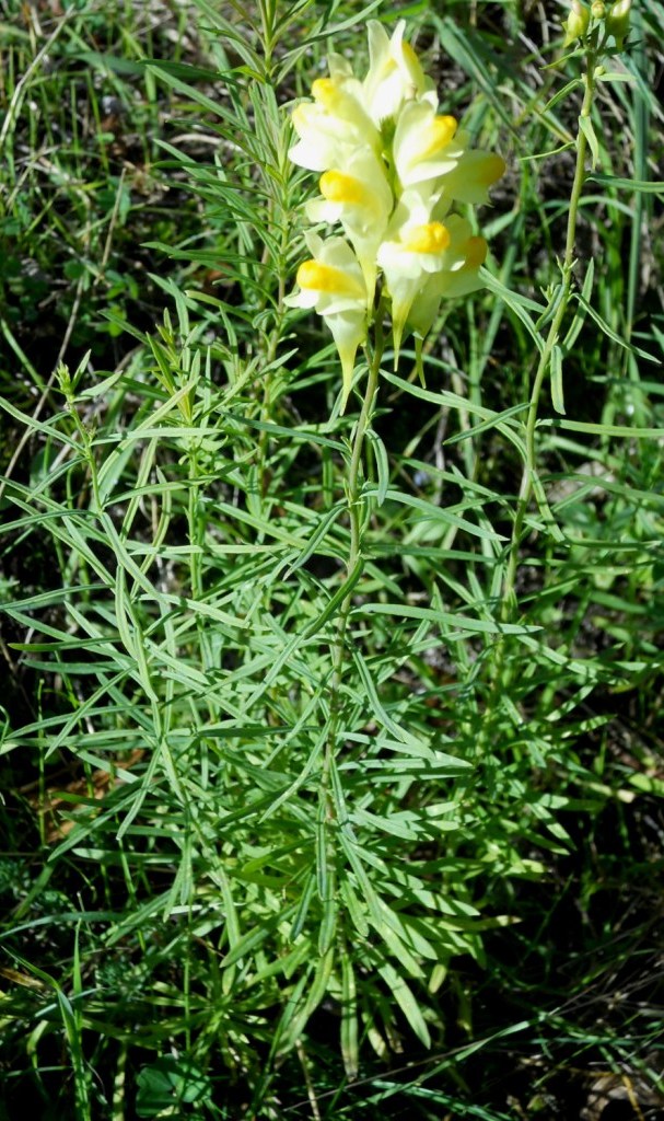 Linaria vulgaris